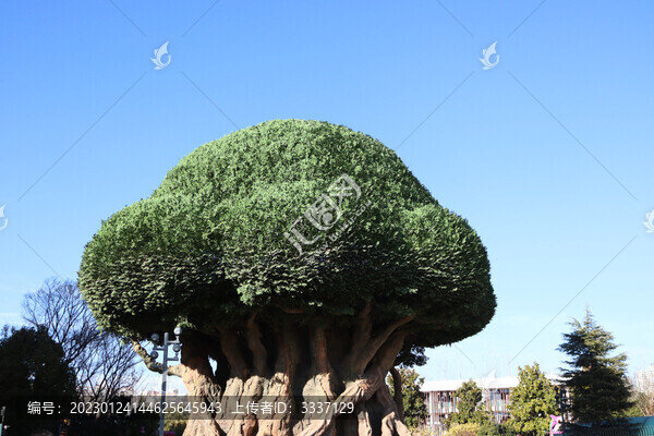 蘑菇樹