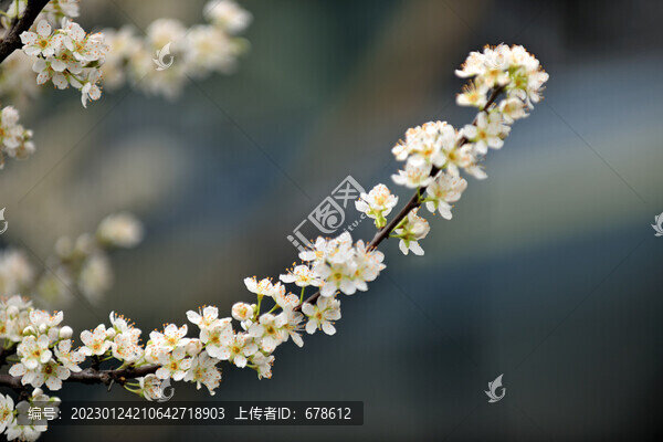 李花