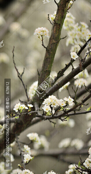 李花