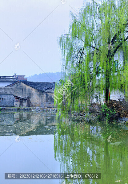早春翠柳
