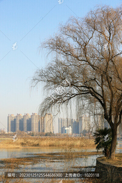 河畔垂柳