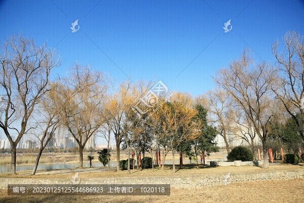 河邊垂柳