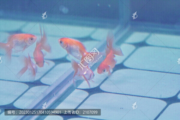 群魚(yú)