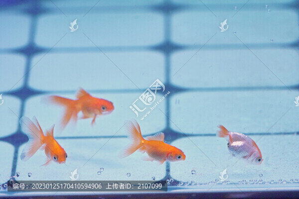 群魚