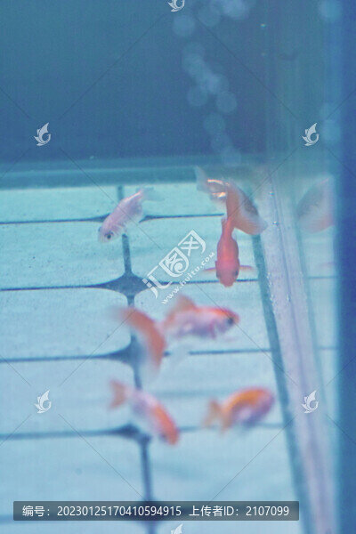 觀賞金魚