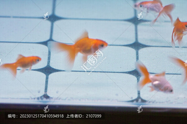 小金魚