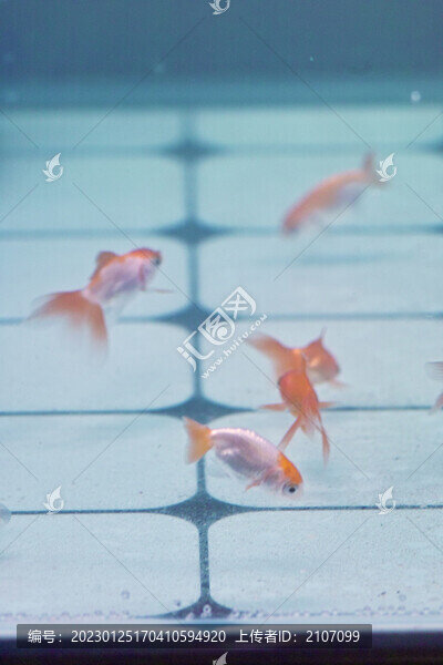 小金魚(yú)