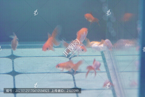 小金魚