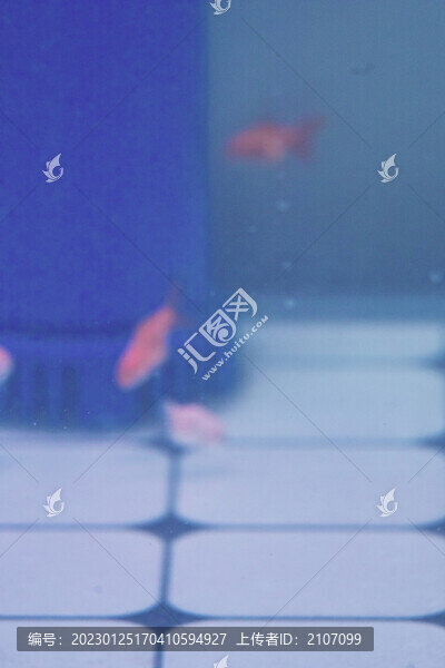 小金魚
