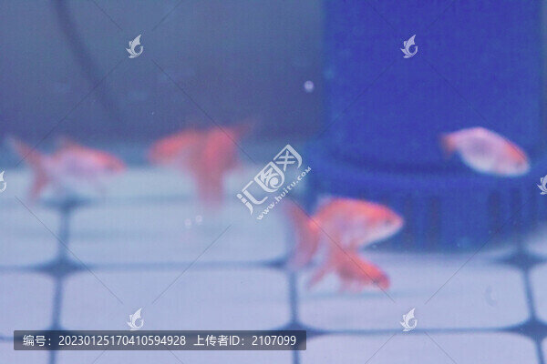 蘭壽和泰獅