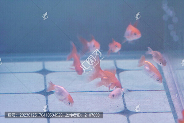 蘭壽和泰獅