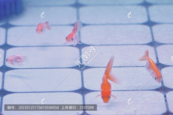 蘭壽和泰獅
