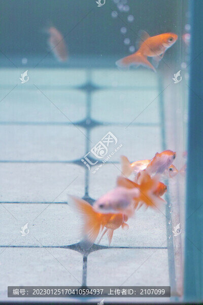 蘭壽和泰獅
