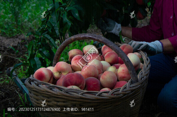 農(nóng)場采摘新鮮成熟的水蜜桃
