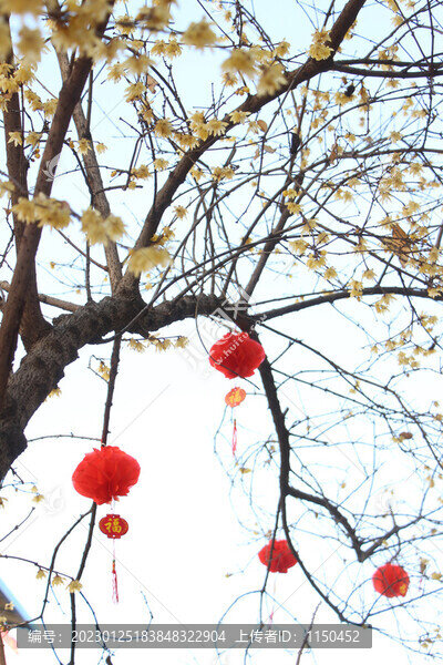臘梅迎春花盛開