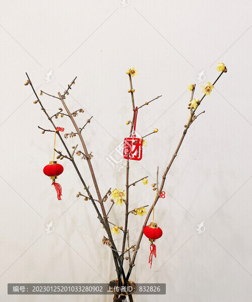 黃色臘梅