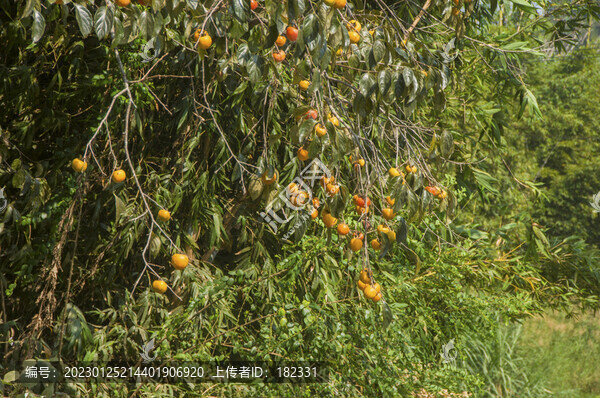秋柿子果實(shí)
