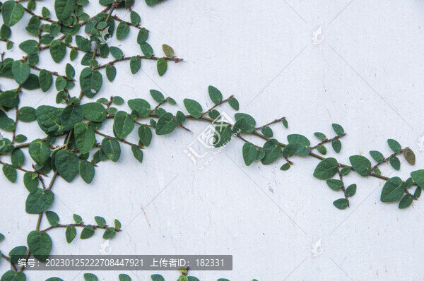 薜荔綠葉