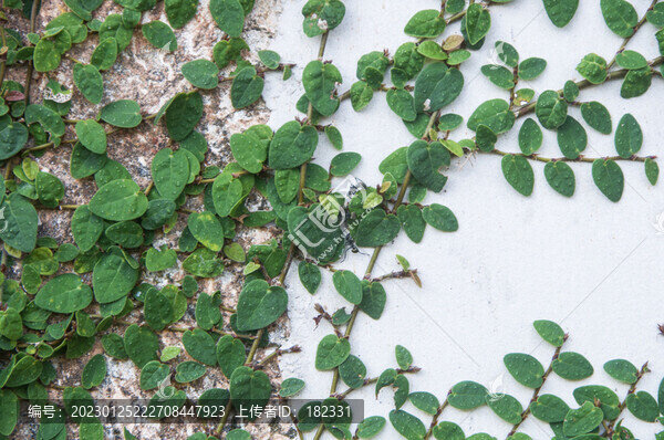 薜荔藤葉