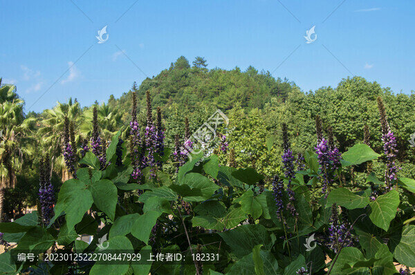 葛花