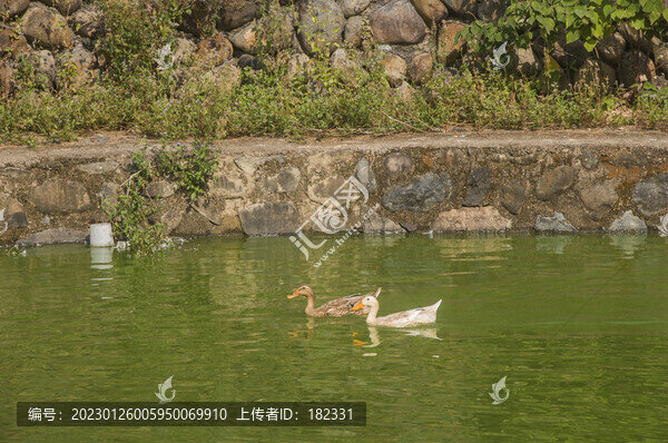 鄉(xiāng)村麻鴨水中游
