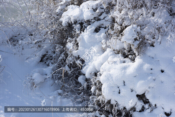 積雪
