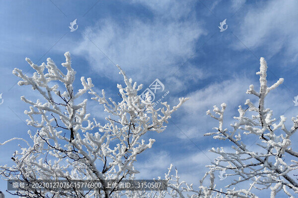 雪淞
