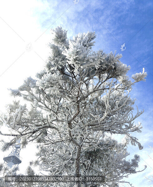 瓊枝玉樹