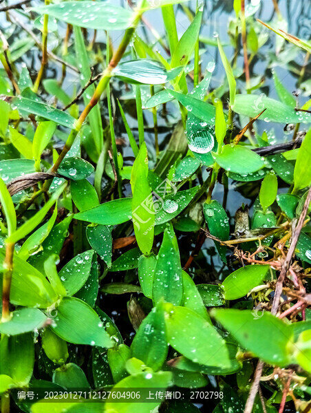 青草露珠