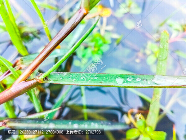 水草露珠