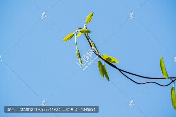 金銀花