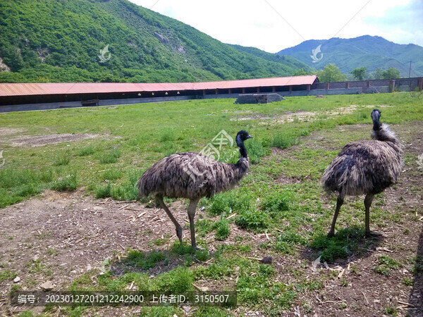 兩只駝鳥