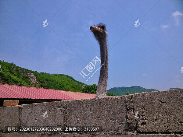 駝鳥頭部