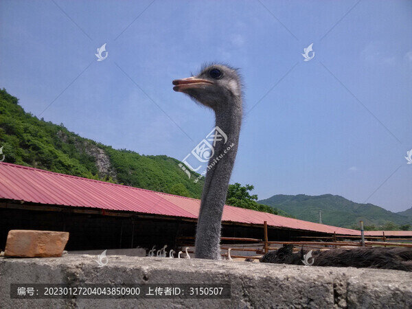 駝鳥頭部