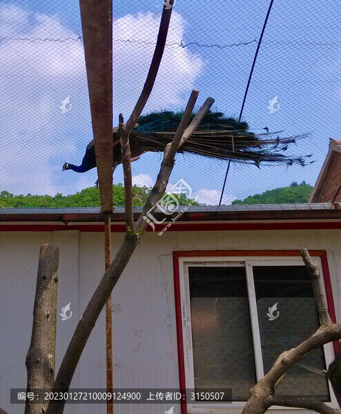 杠上孔雀