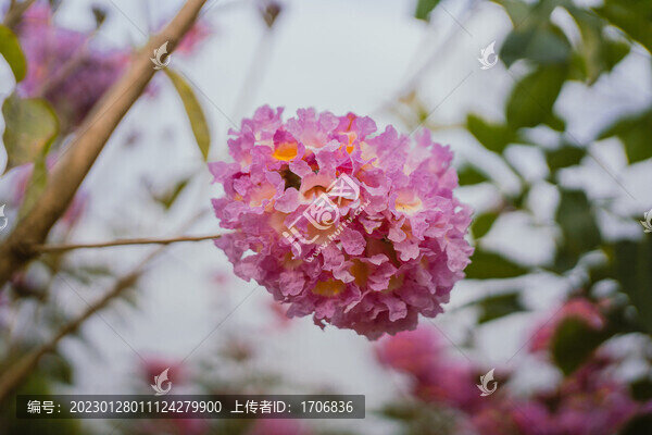 繡球紫花風鈴木