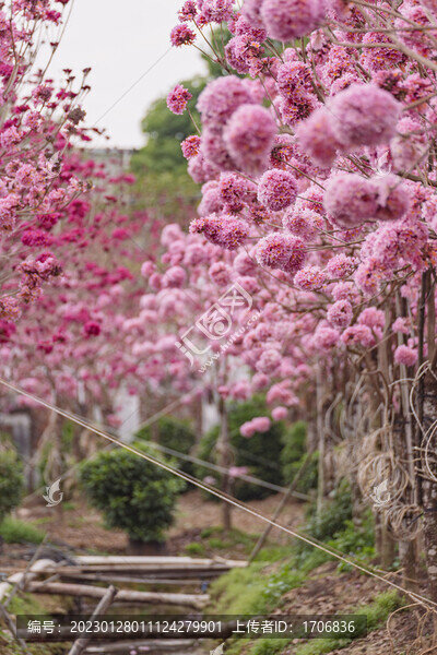 繡球紫花風(fēng)鈴木