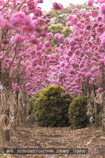 繡球紫花風(fēng)鈴木