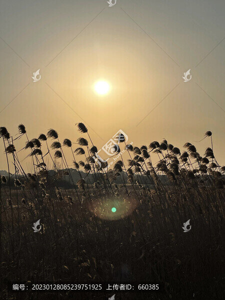 蘆葦花剪影