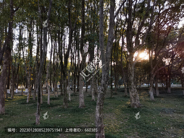 樹林