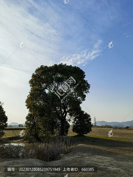 藍(lán)天大樹