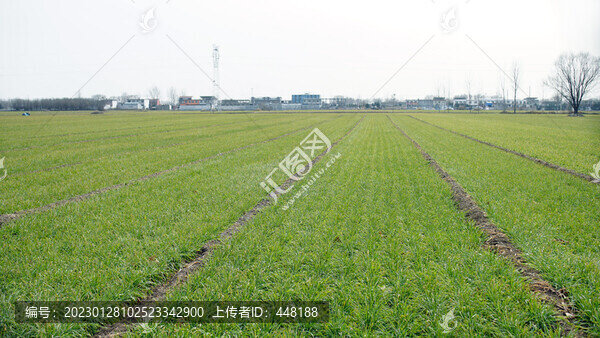 冬季麥田