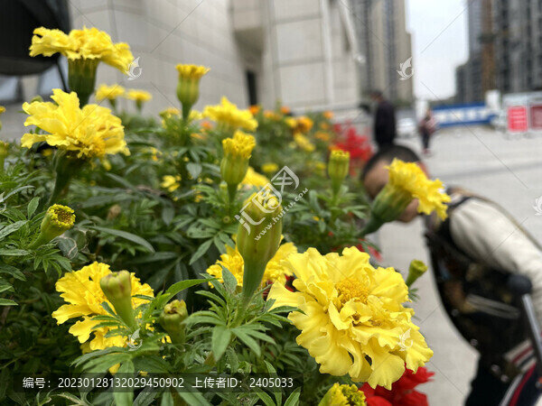 萬(wàn)壽菊花