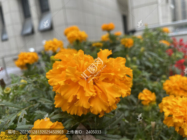 萬(wàn)壽菊