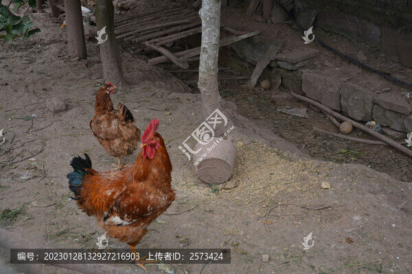 土雞