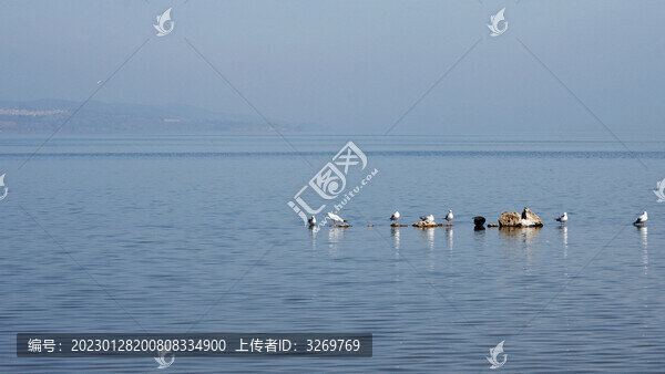 棲息的海鷗