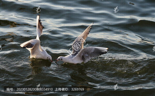 海鷗