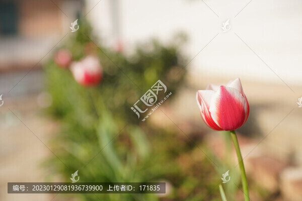 紅白郁金香