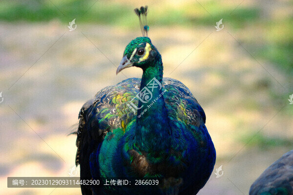 沈陽鳥島孔雀