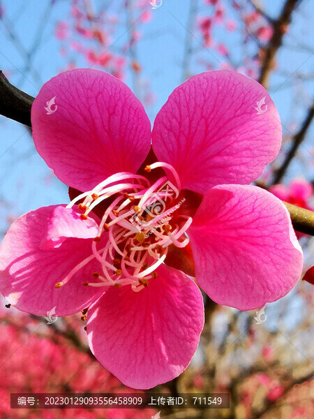 梅花